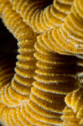 This shot of a hard coral is greater than life size and w... by Paul Colley 